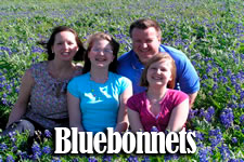 Bluebonnets Gallery